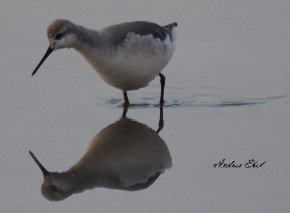 Wilson's Phalarope - andres ebel