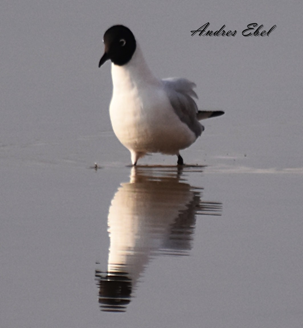 Andean Gull - andres ebel