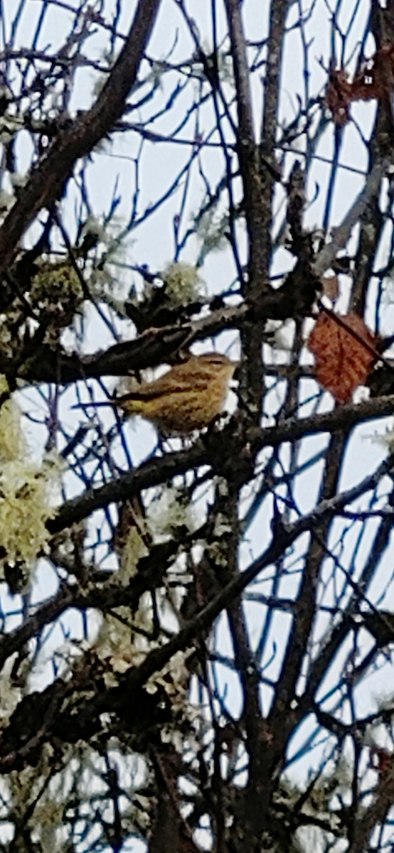 lesňáček bažinný (ssp. palmarum) - ML122924611