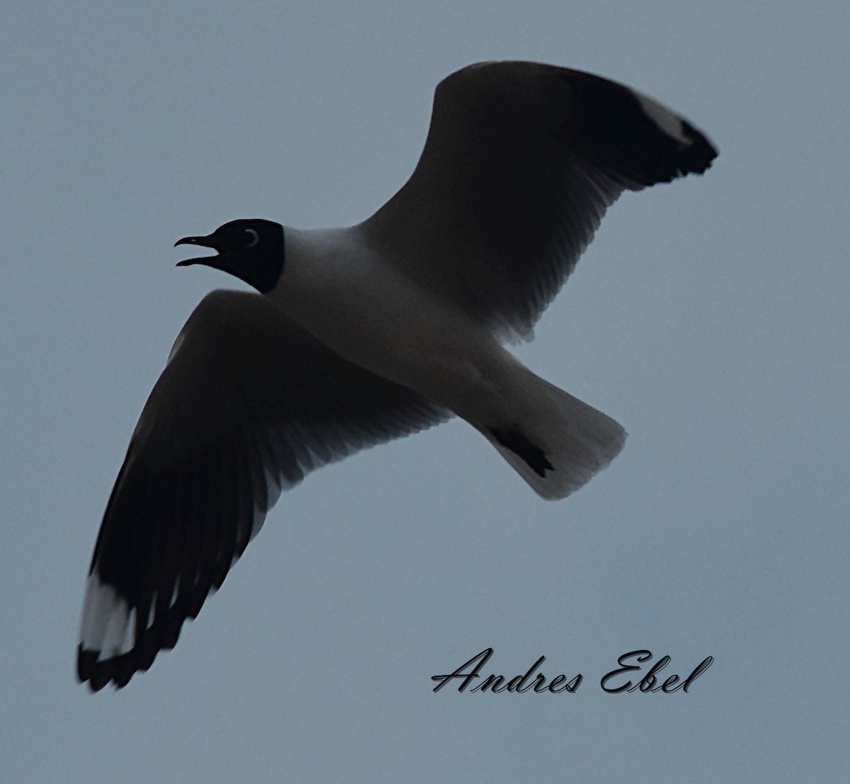 Andean Gull - ML122924681