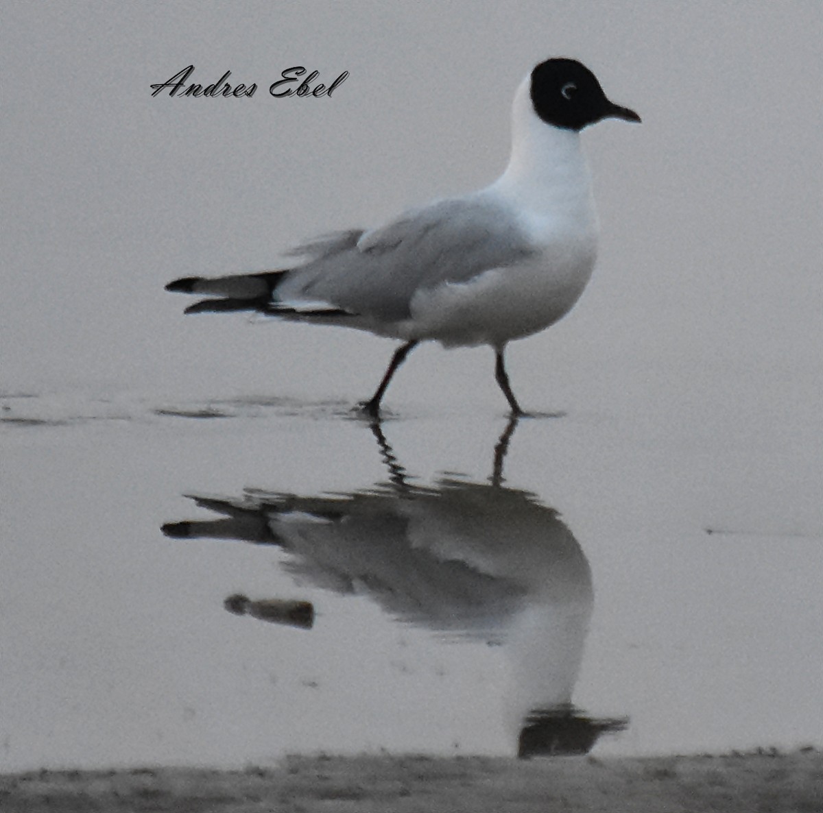 Andean Gull - ML122924701