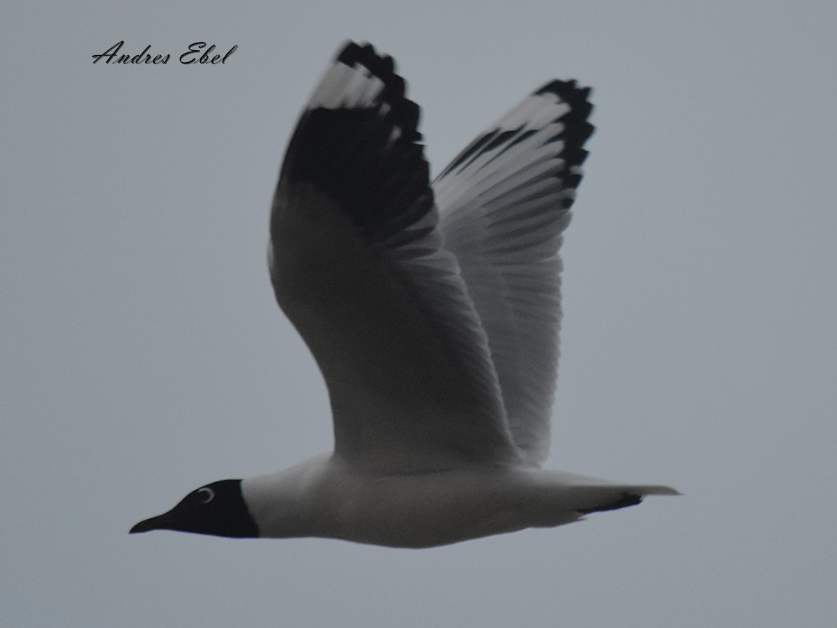 Andean Gull - ML122924911