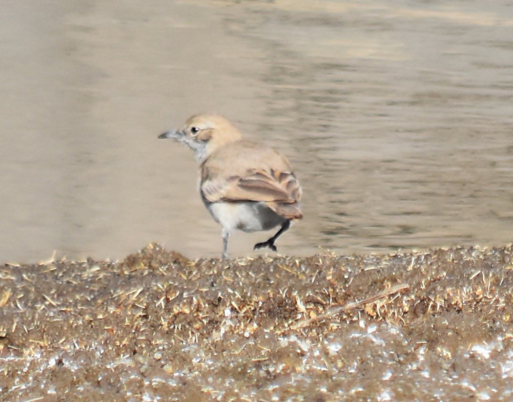 Rufous-banded Miner - ML122925601