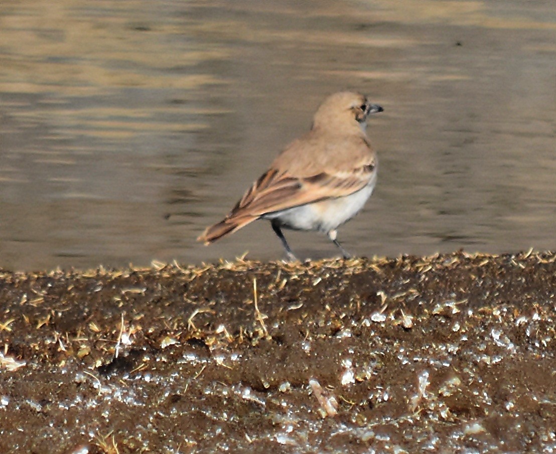 Rufous-banded Miner - ML122925611