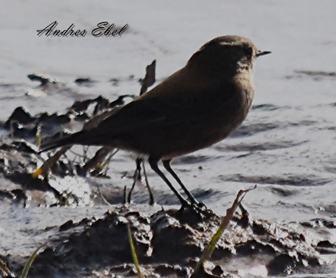 Andean Negrito - andres ebel