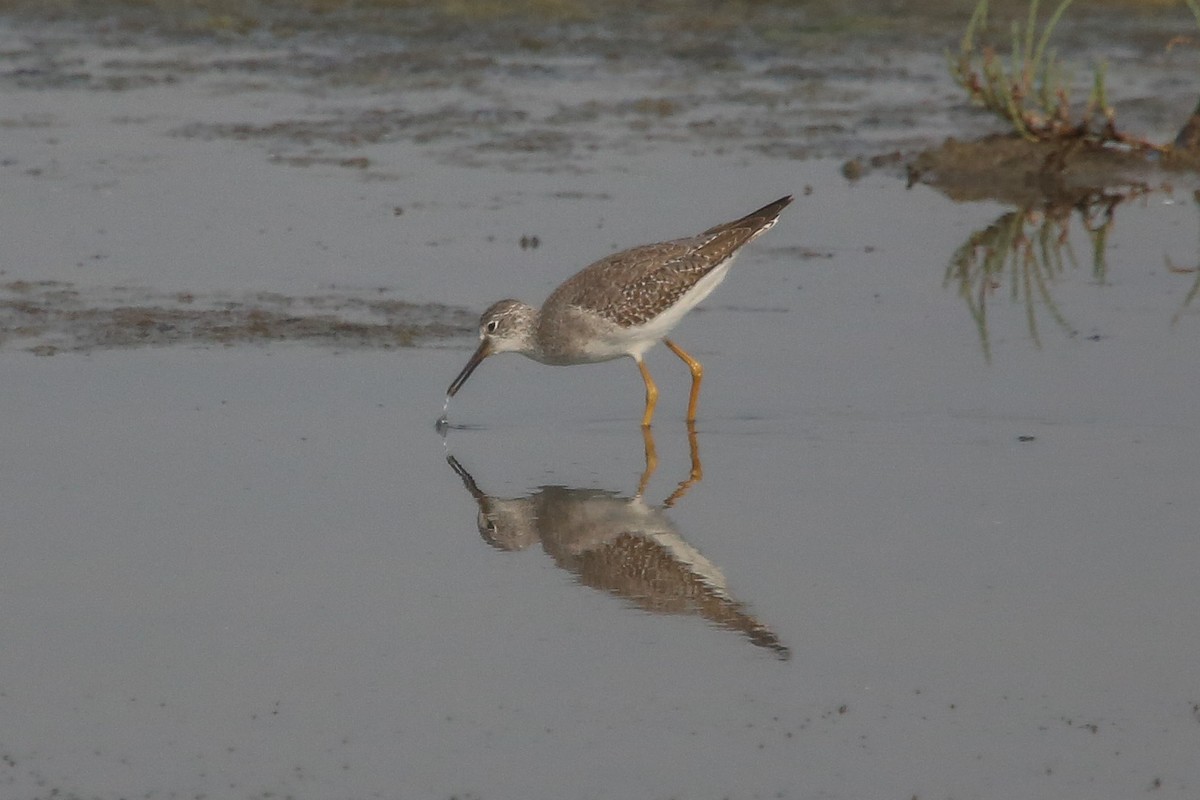 gulbeinsnipe - ML122930451