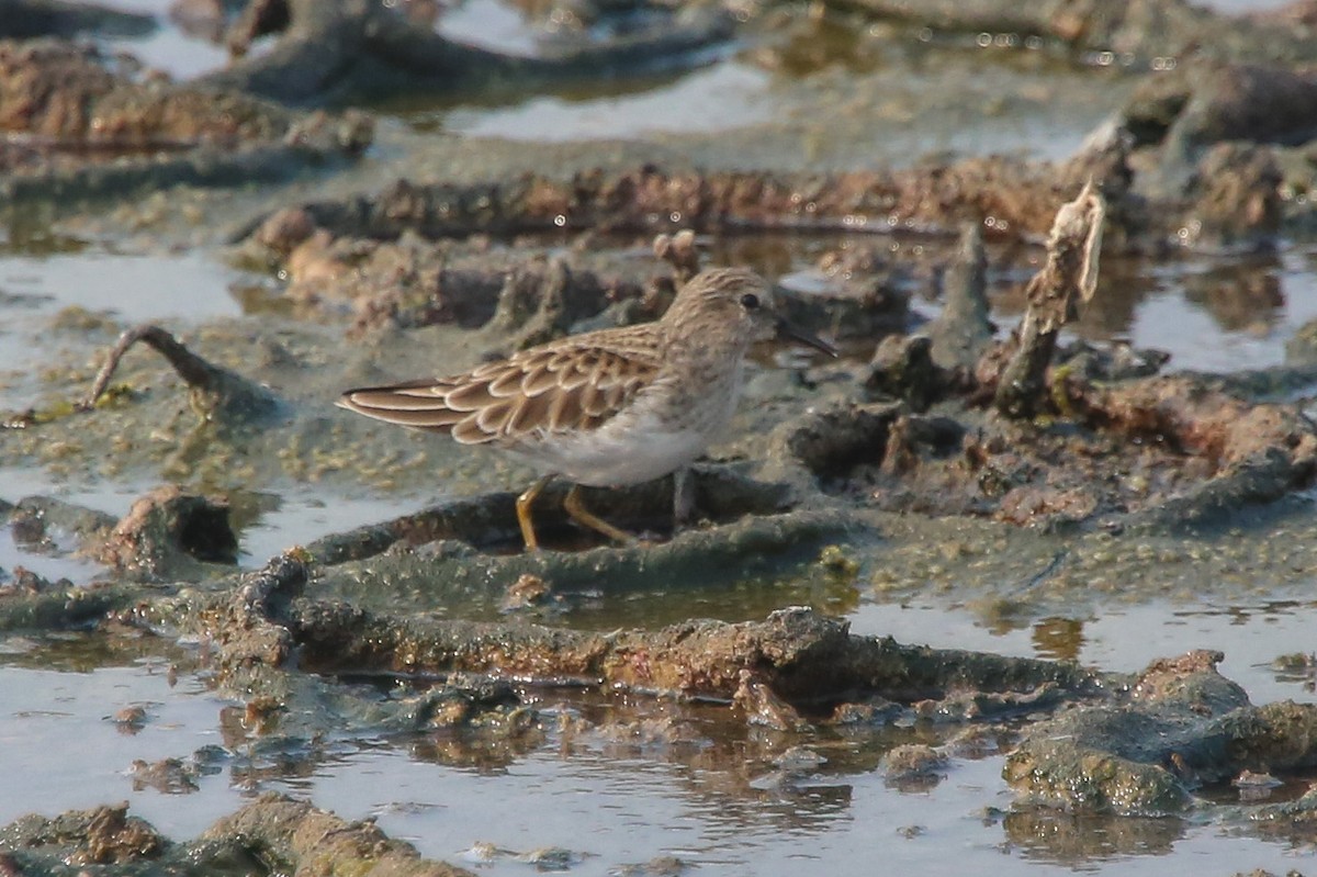 Least Sandpiper - ML122930761