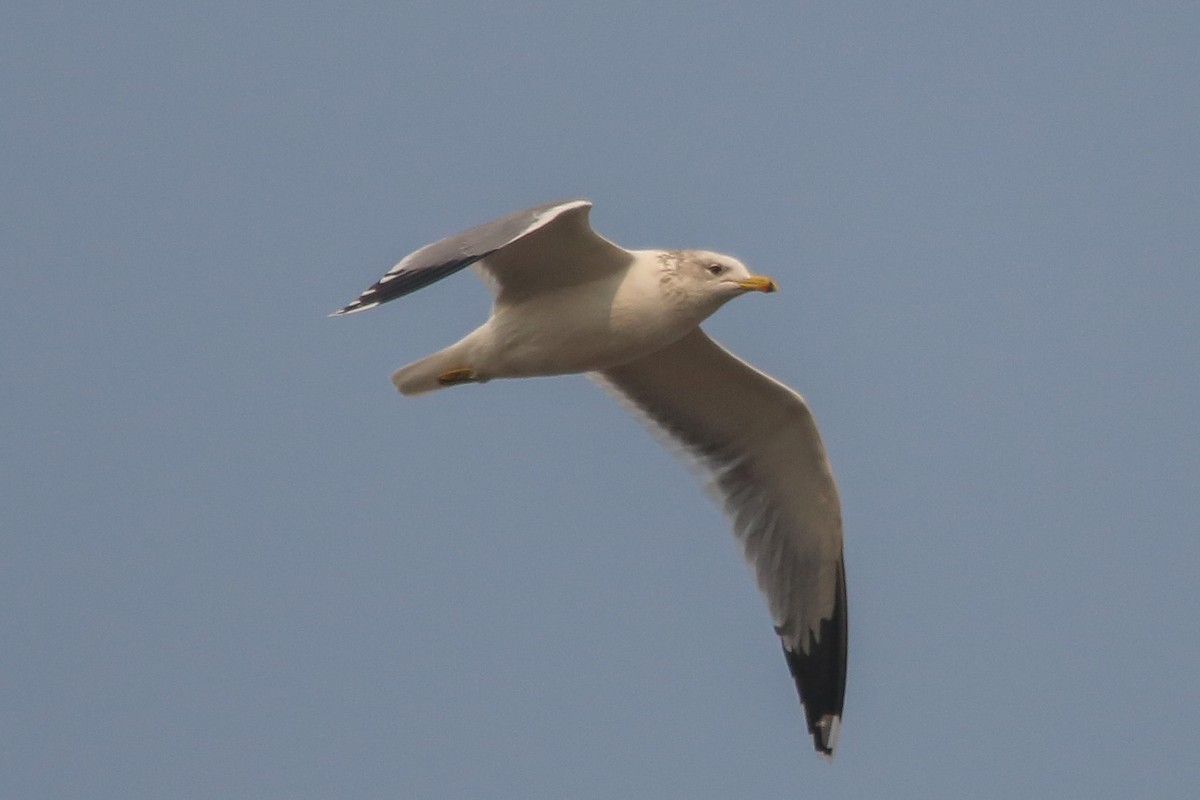 Gaviota Californiana - ML122930881