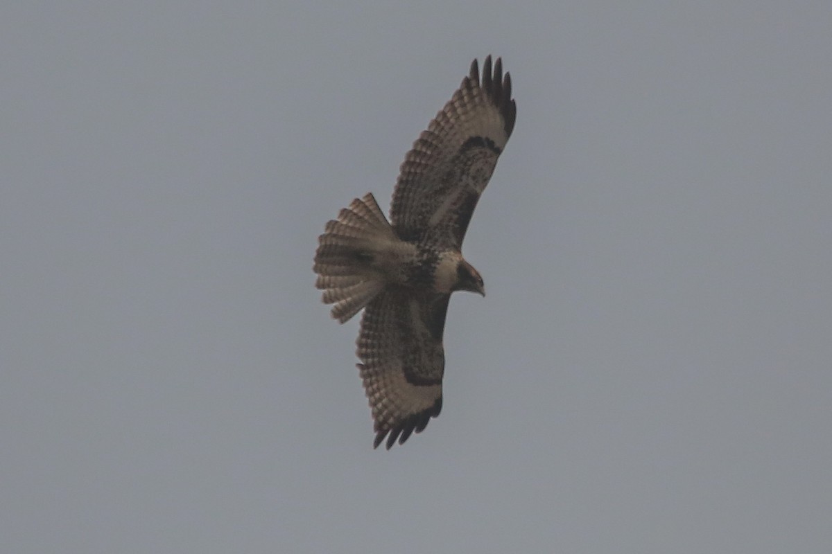 Red-tailed Hawk - Barry Langdon-Lassagne