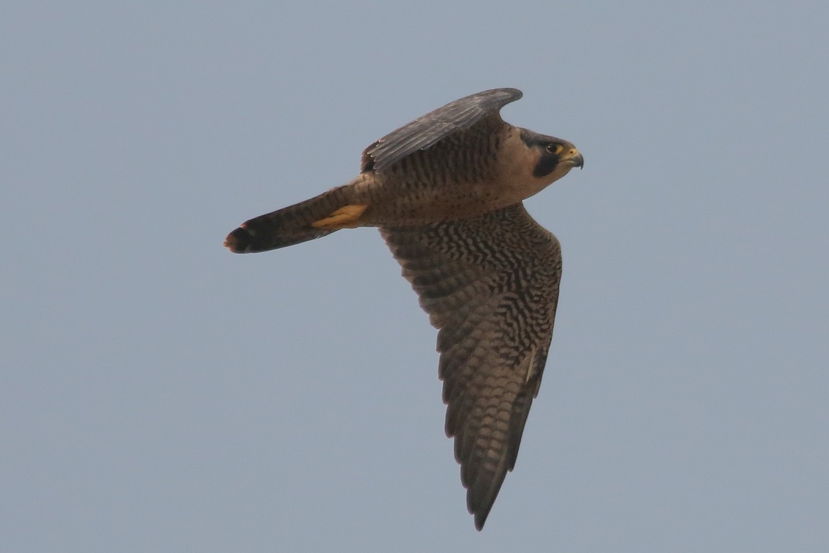 Peregrine Falcon - ML122931281