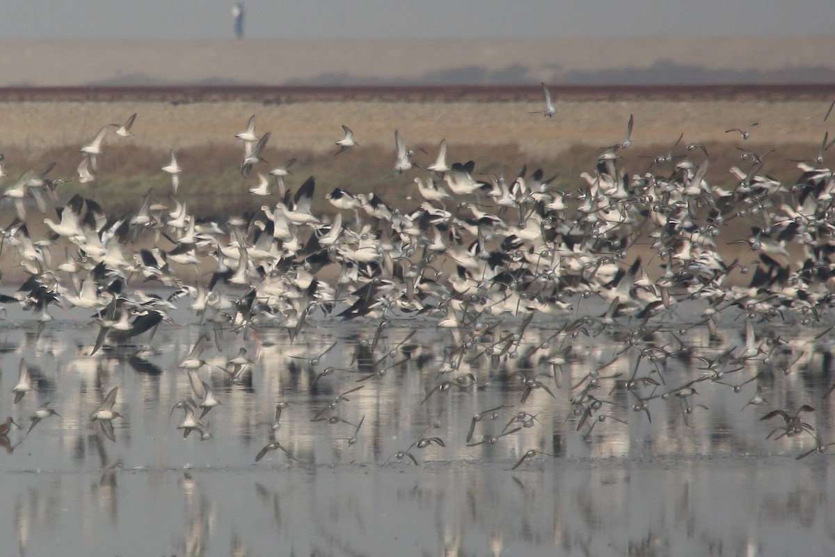 American Avocet - Barry Langdon-Lassagne