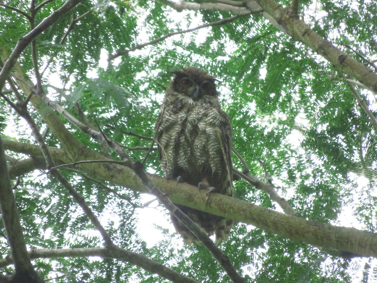 Great Horned Owl - ML122933131