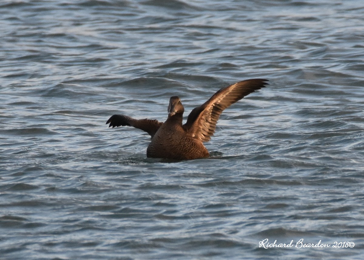 Common Eider - ML122937531