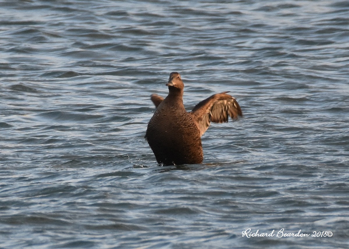 Common Eider - ML122937541