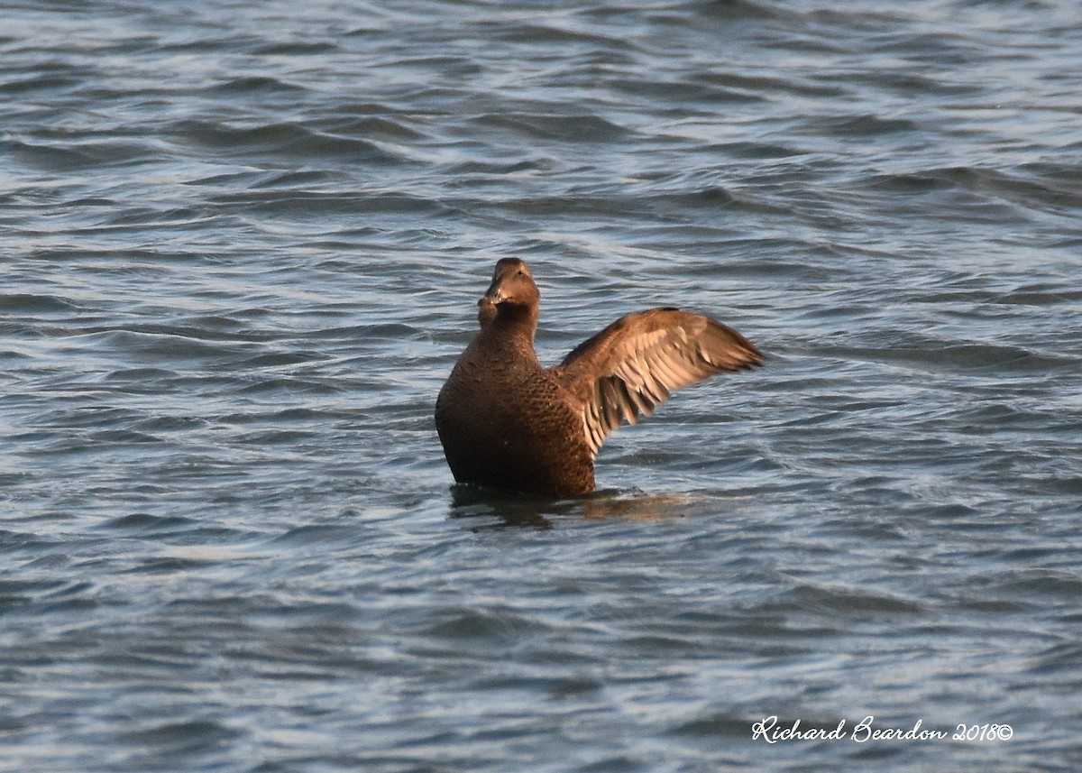 Common Eider - ML122937561