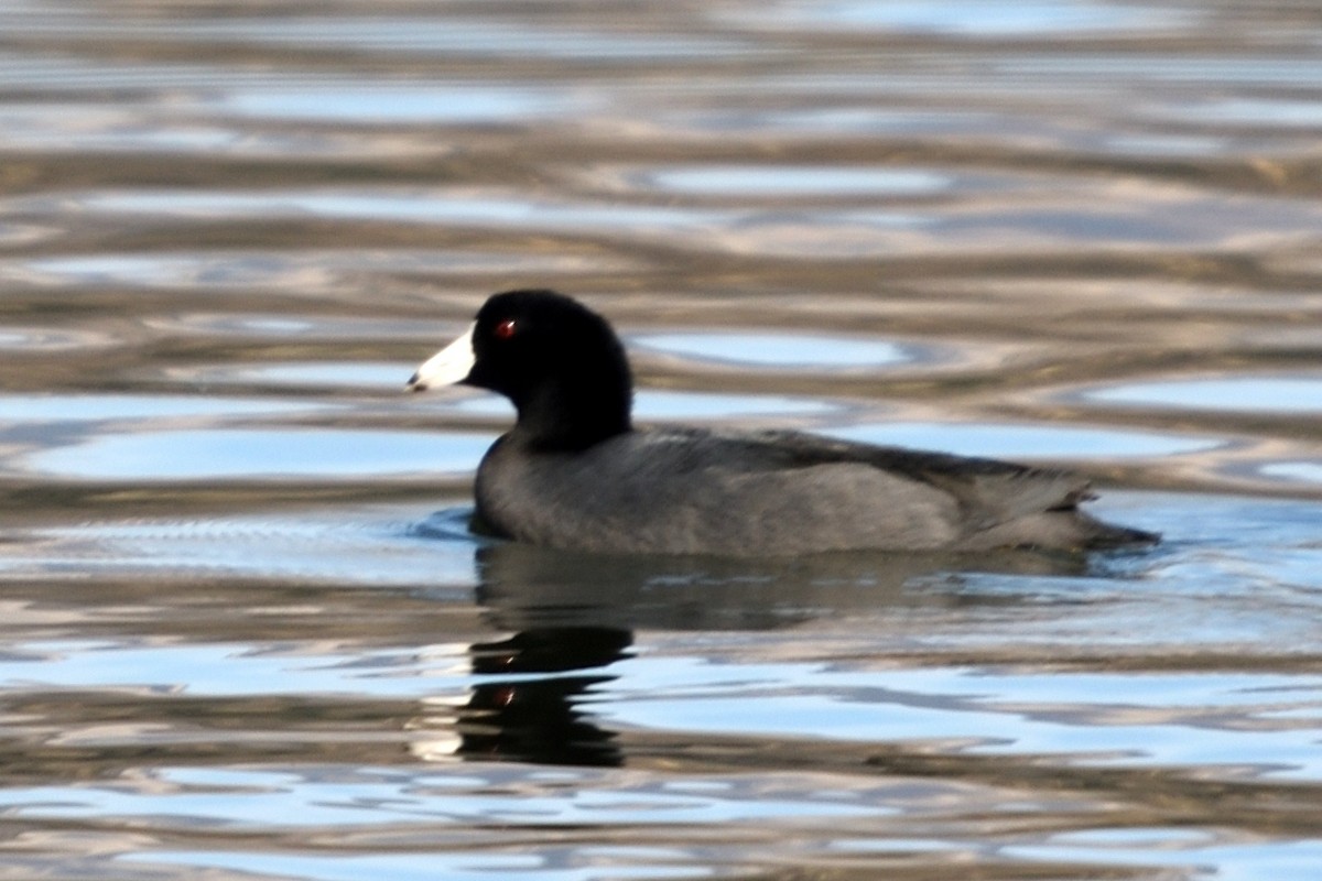 American Coot - John Doty