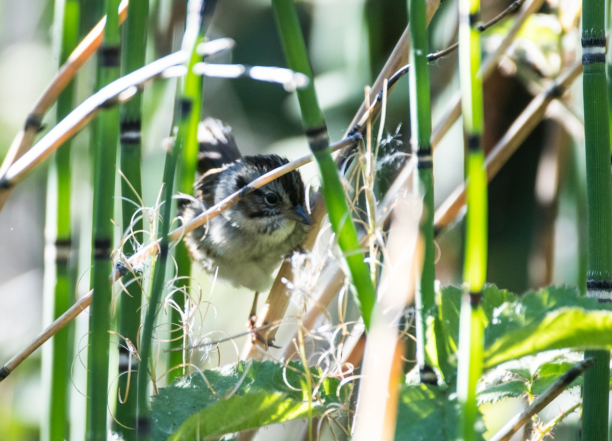 Swamp Sparrow - ML122938191