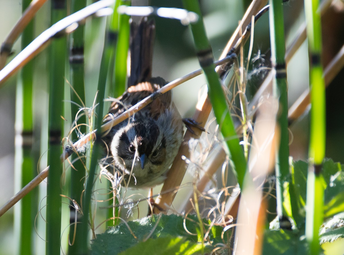 Swamp Sparrow - ML122938241