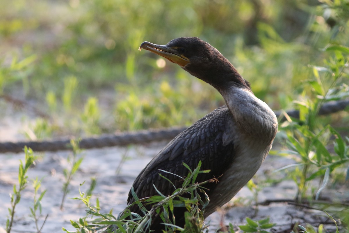 Double-crested Cormorant - ML122938291