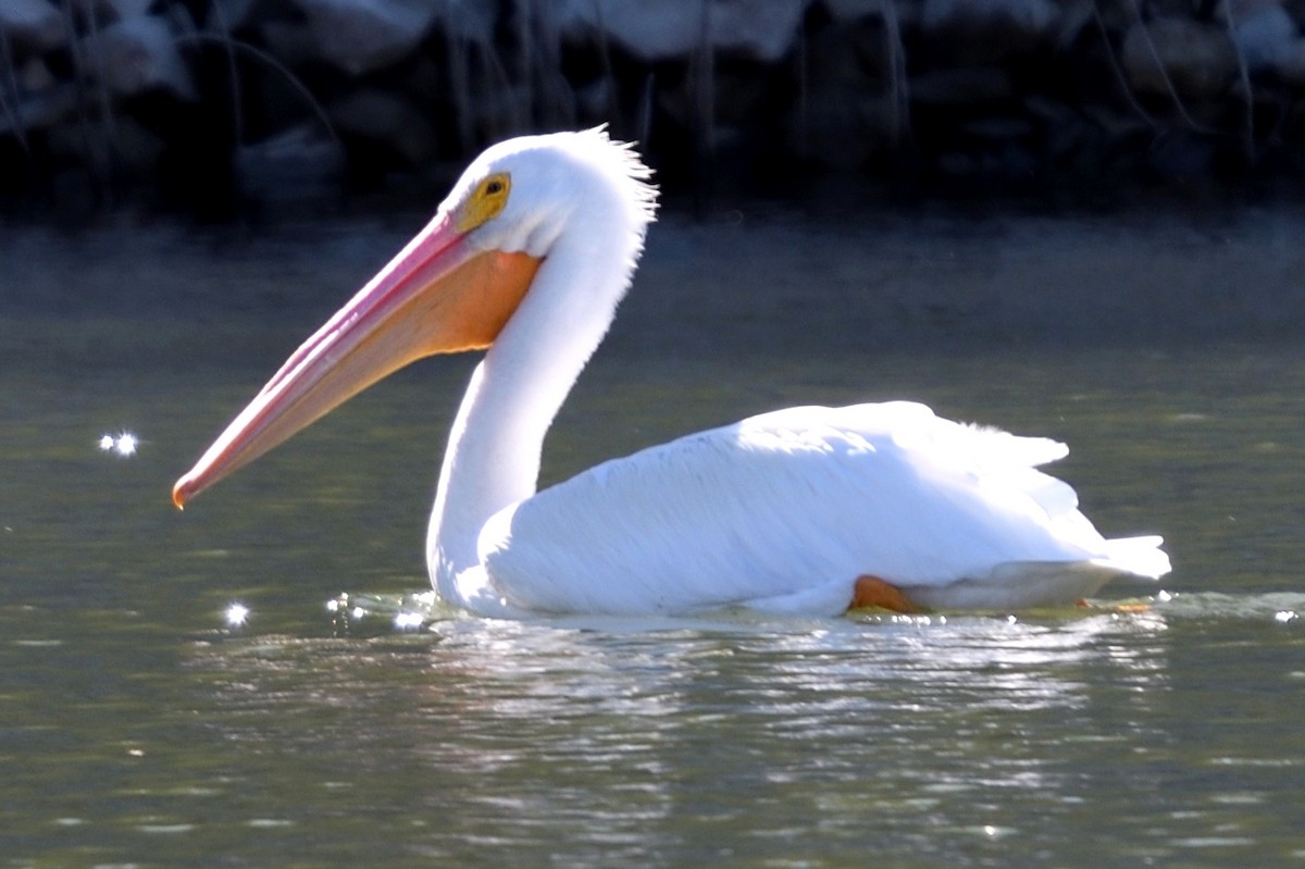 American White Pelican - John Doty