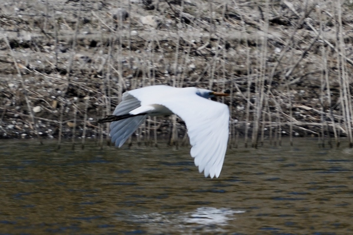 Great Egret - ML122938921