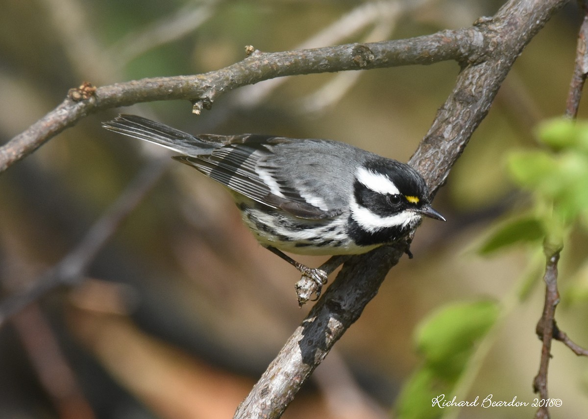 Black-throated Gray Warbler - ML122938981