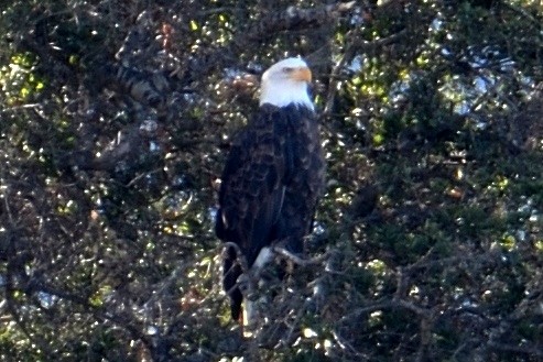 Bald Eagle - ML122939181