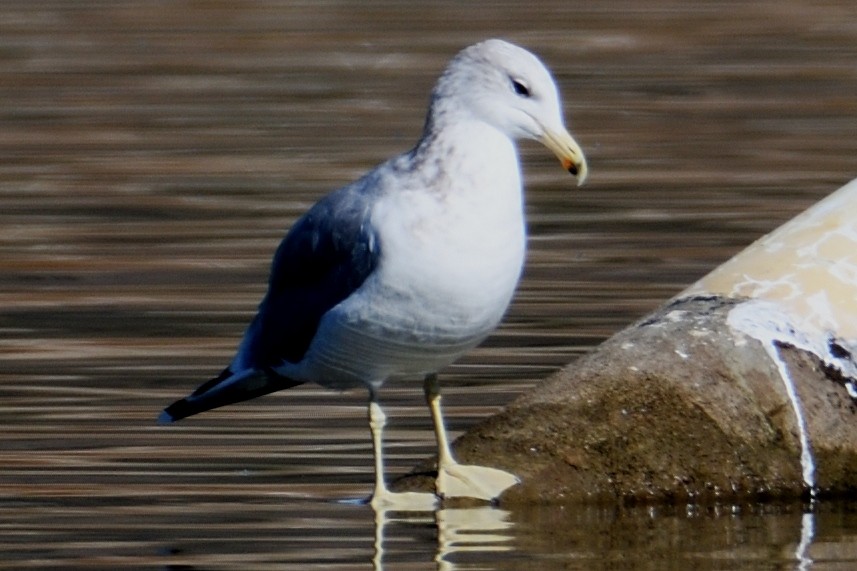 California Gull - John Doty