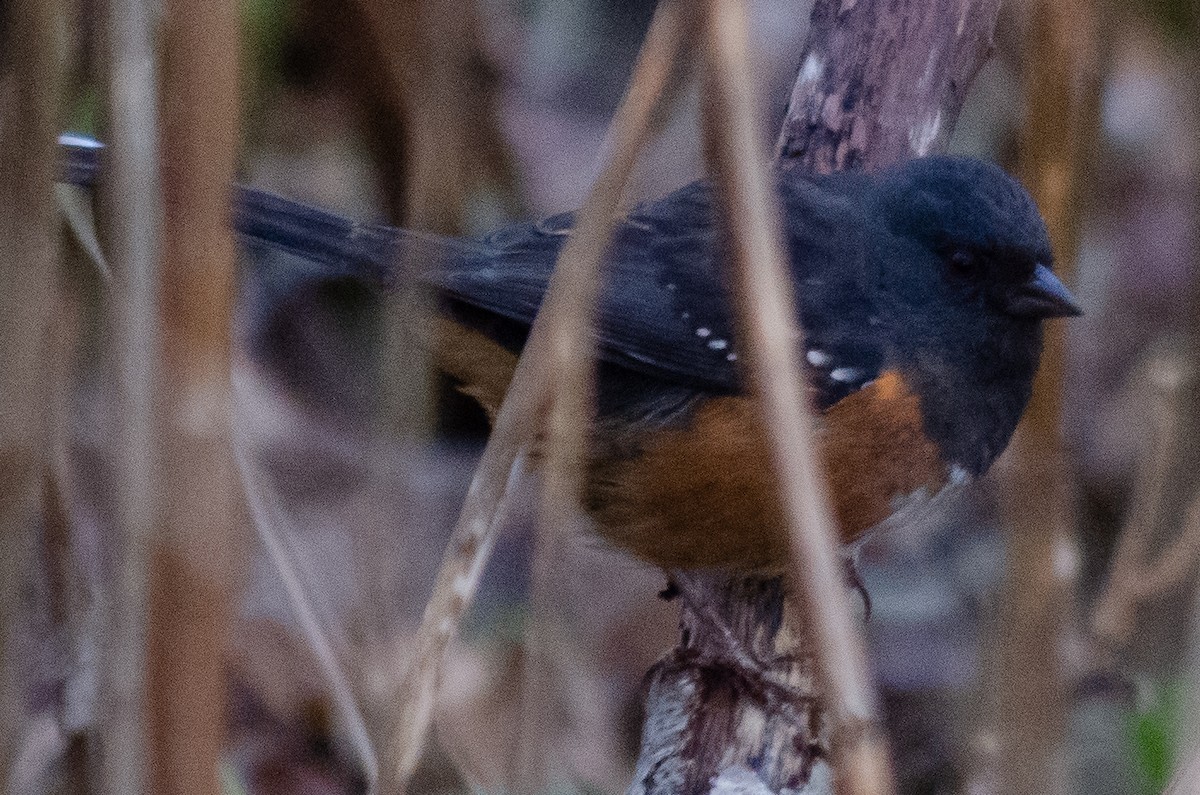 Spotted Towhee - ML122939961