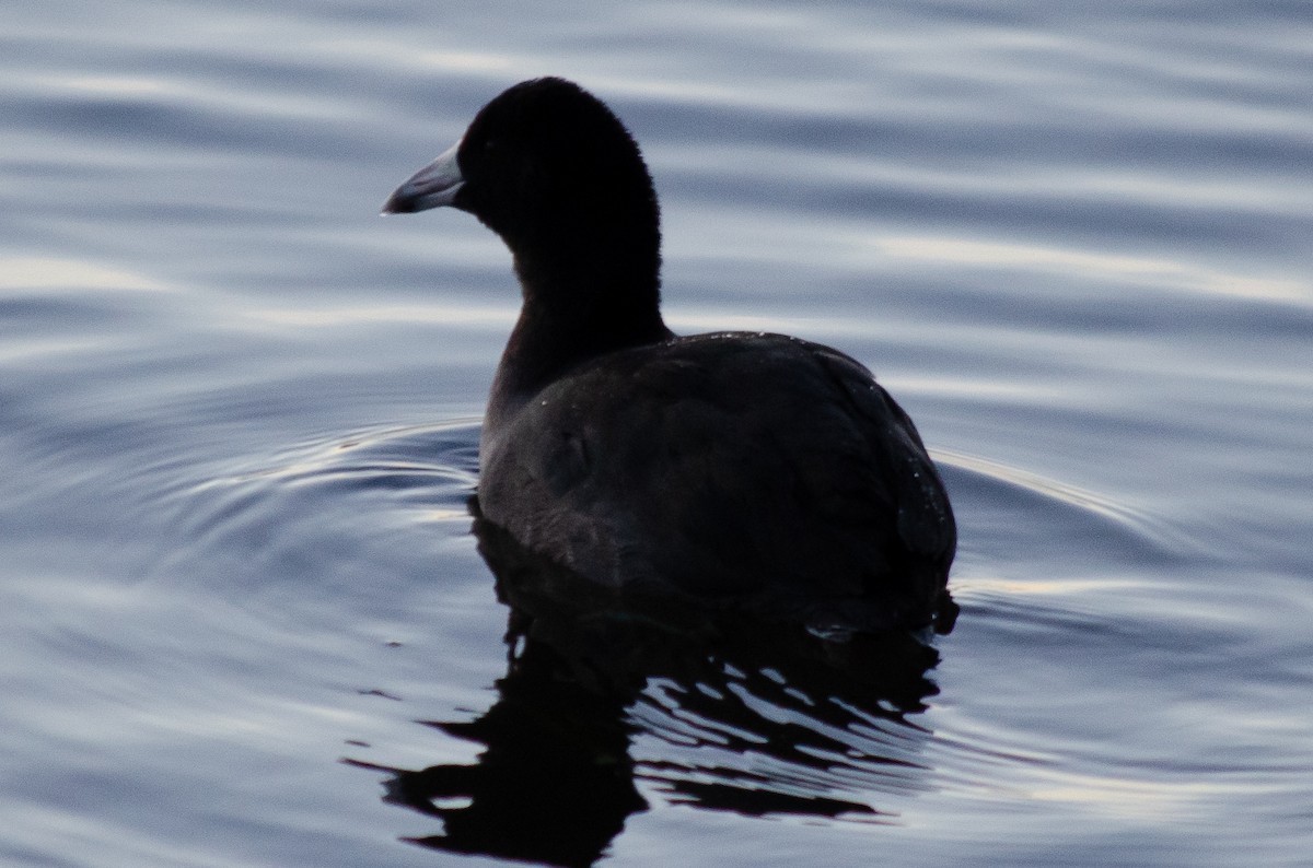 American Coot - Mason Maron