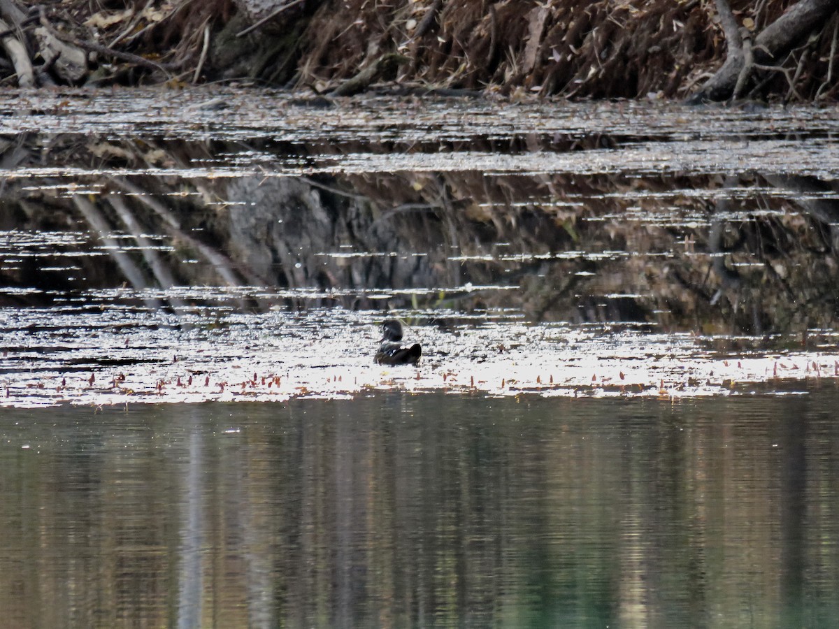 Wood Duck - ML122941691