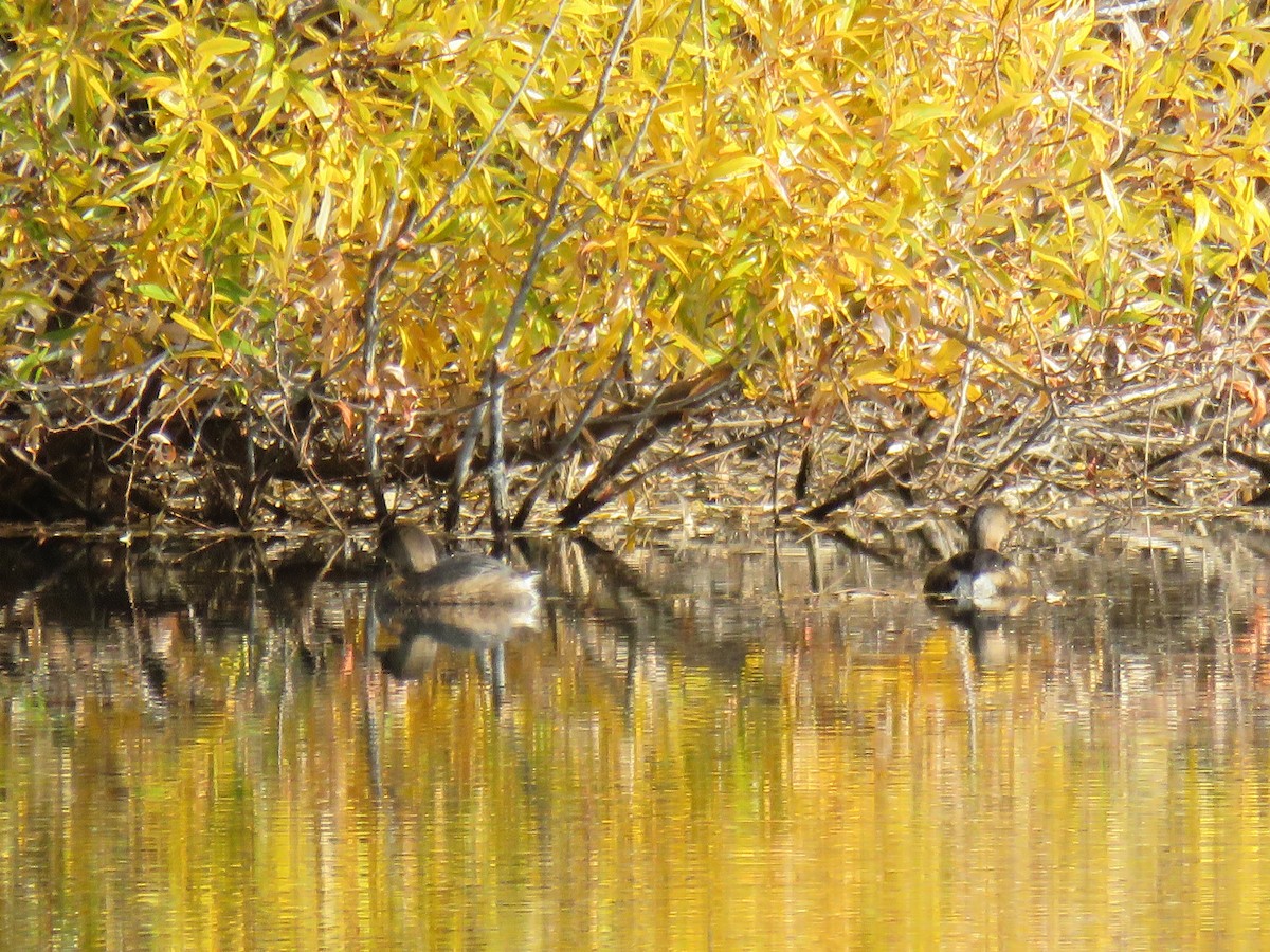 Pied-billed Grebe - ML122941761