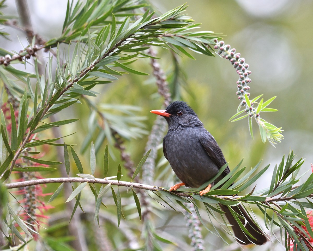 Bulbul des Ghats - ML122941841