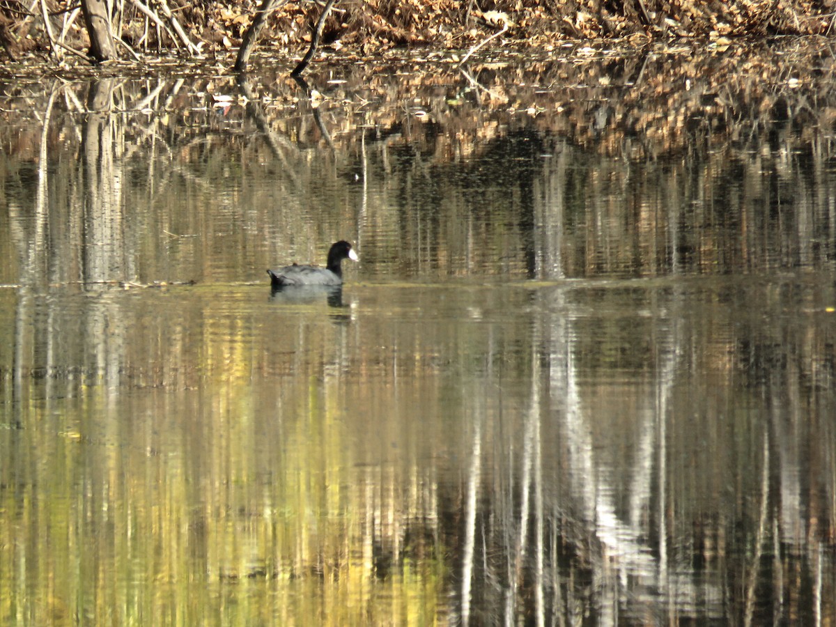 American Coot - Jennifer Rycenga