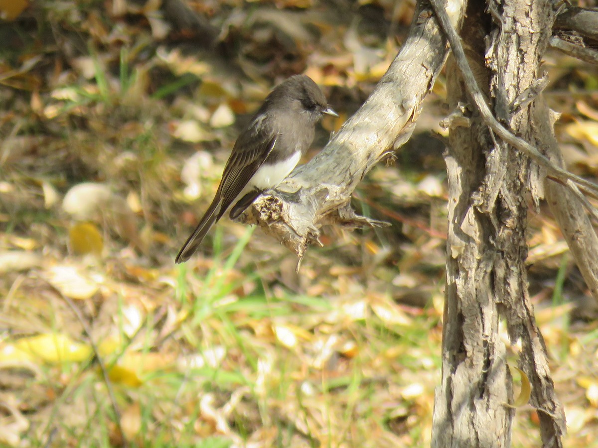 Black Phoebe - Jennifer Rycenga