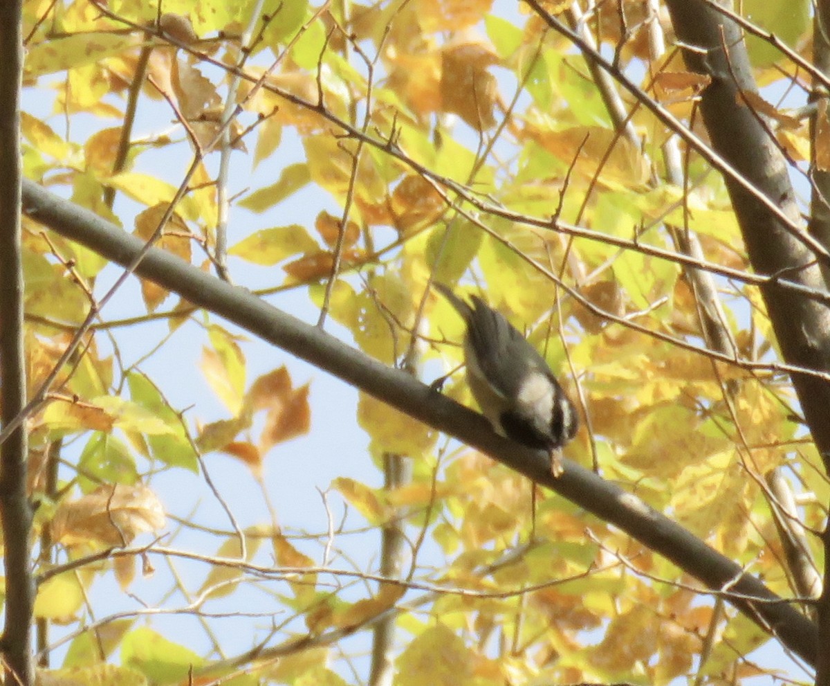 Mountain Chickadee - Jennifer Rycenga