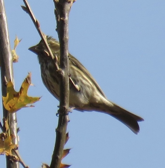 Camachuelo Purpúreo - ML122942441