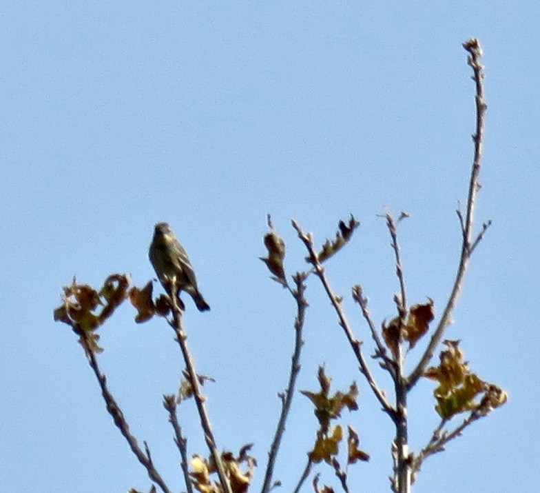 Yellow-rumped Warbler (Myrtle) - Jennifer Rycenga