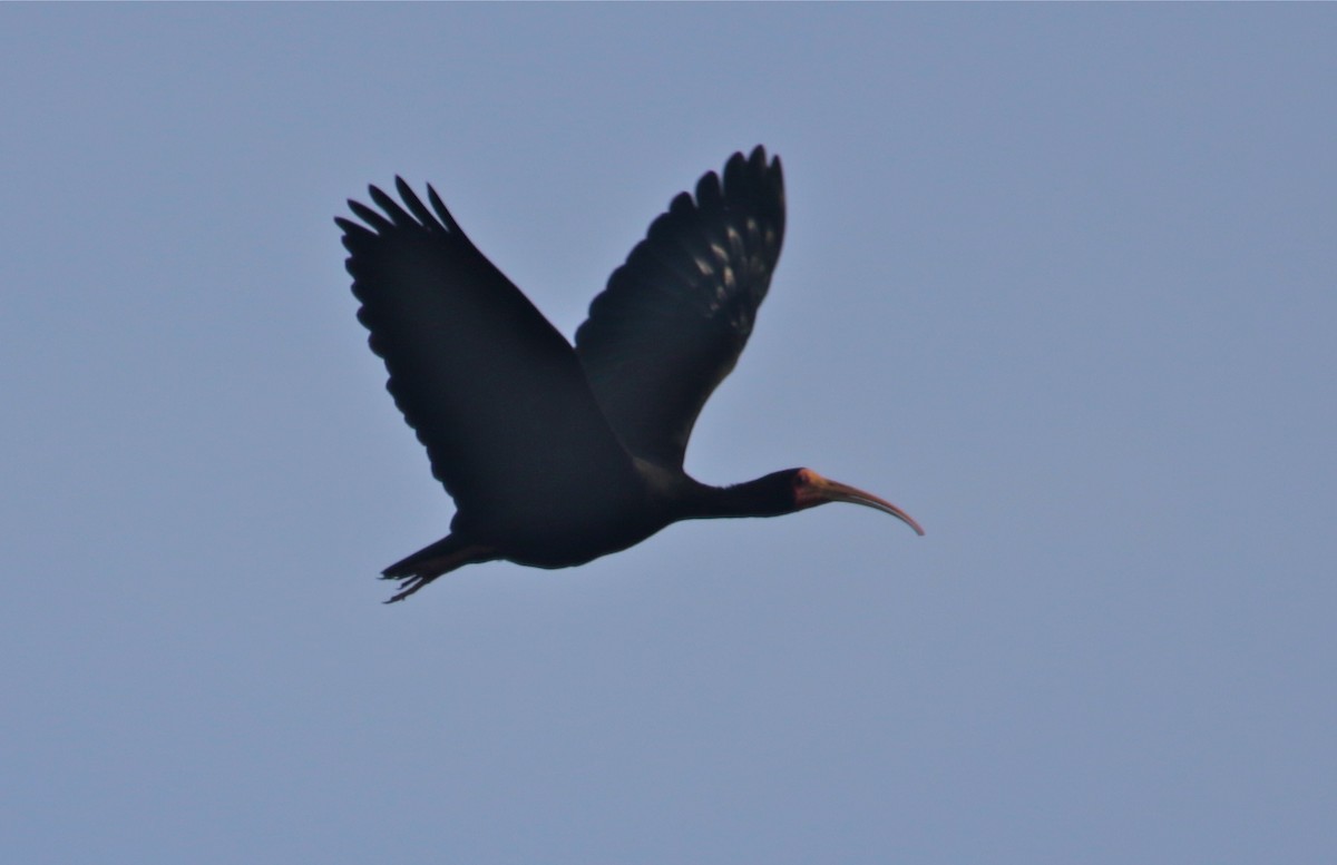 Bare-faced Ibis - ML122944801