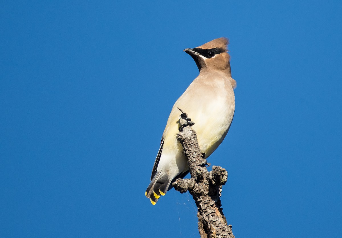 Cedar Waxwing - ML122945021