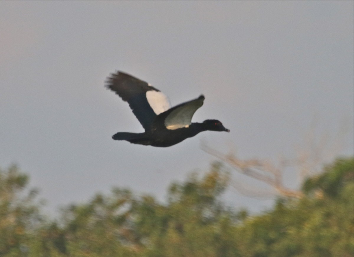 Muscovy Duck - ML122947871