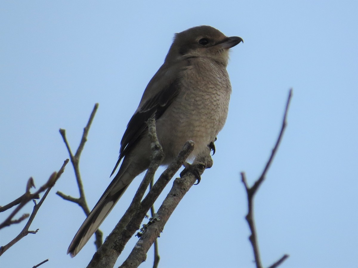 Northern Shrike - Pam Otley