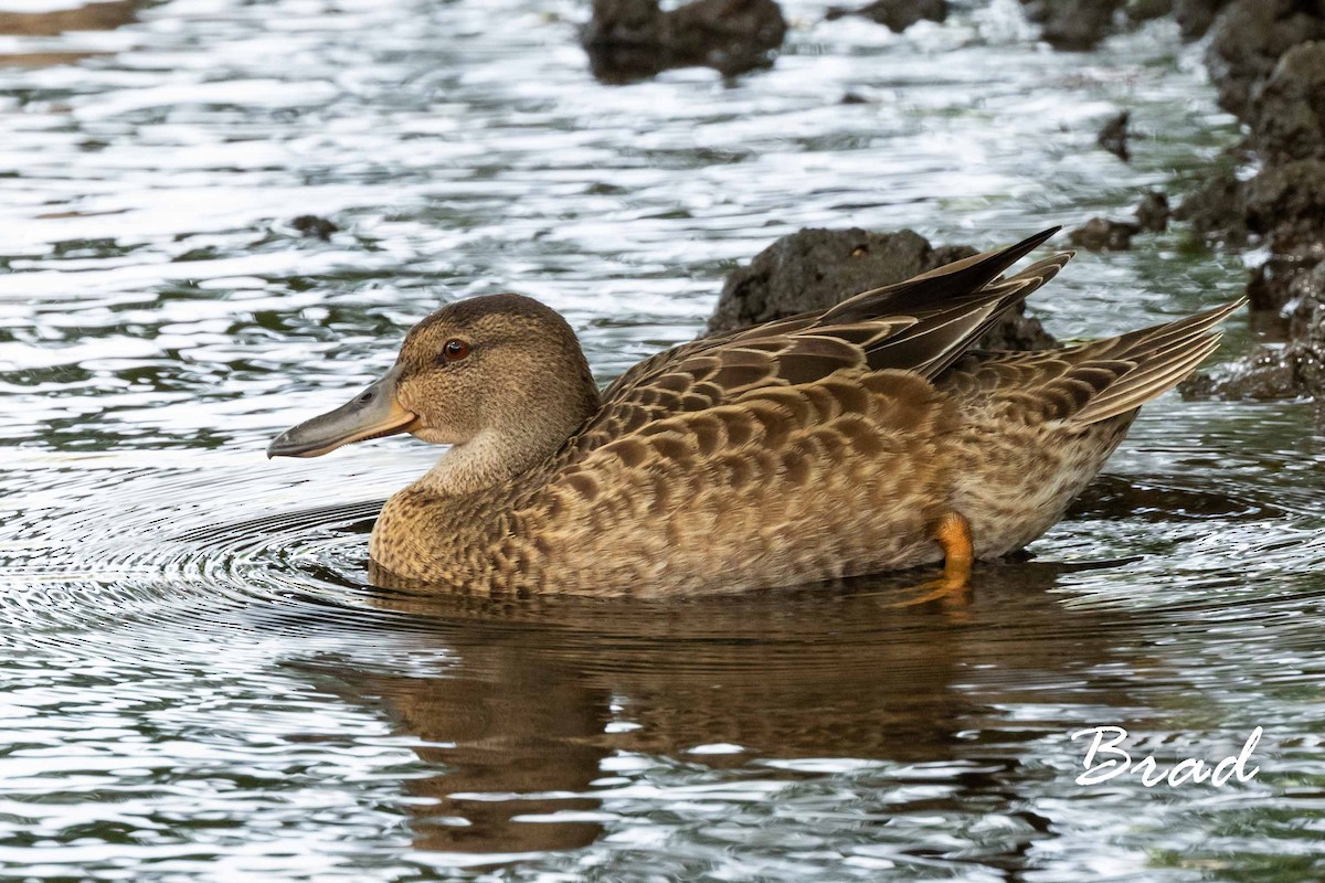 Cinnamon Teal - ML122948881