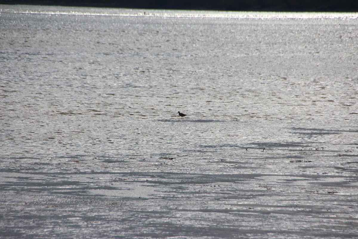 Hudsonian Godwit - ML122948951