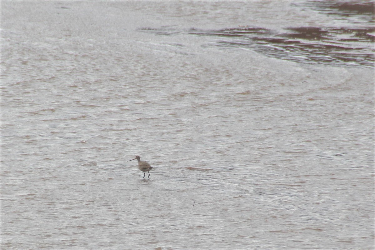 Hudsonian Godwit - James Scott