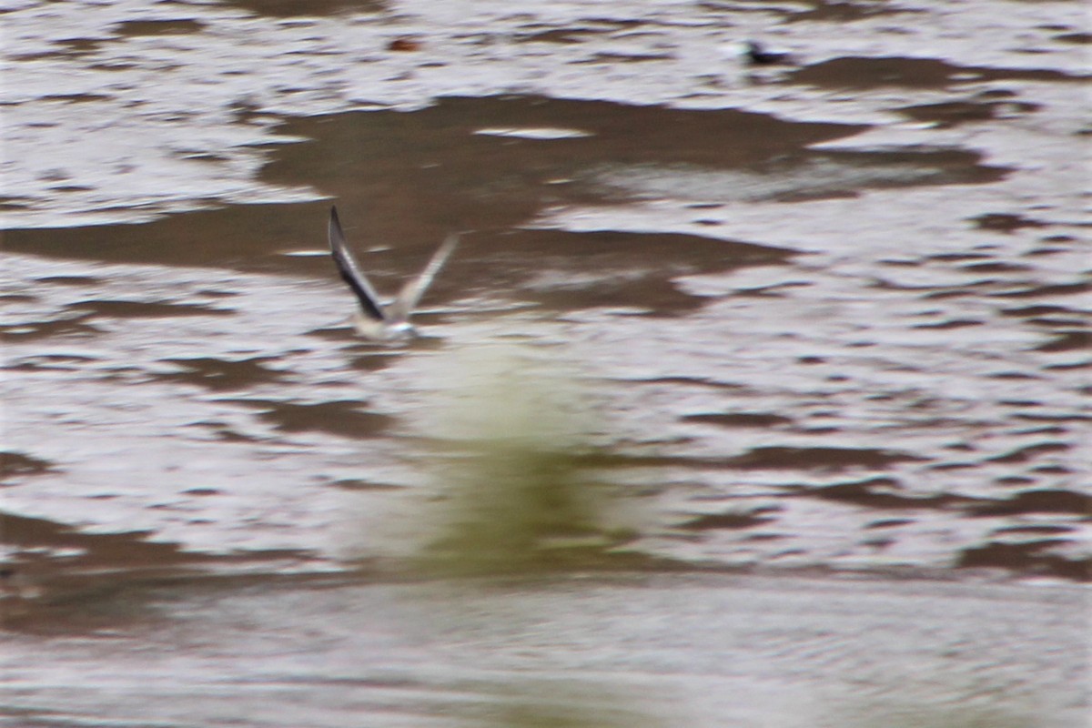 Hudsonian Godwit - ML122949011