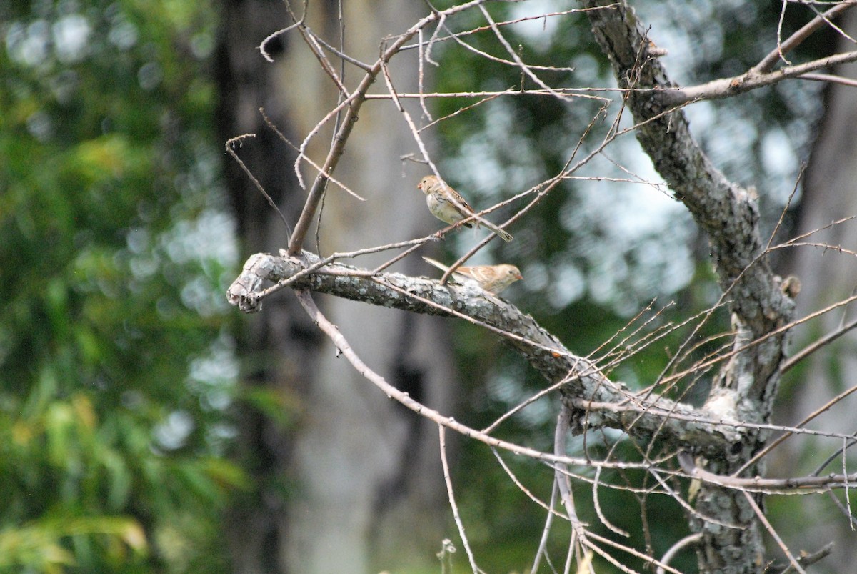 Field Sparrow - ML122949351