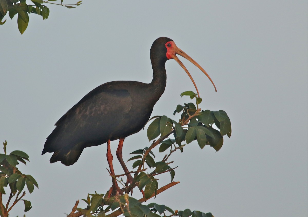 Bare-faced Ibis - ML122949891