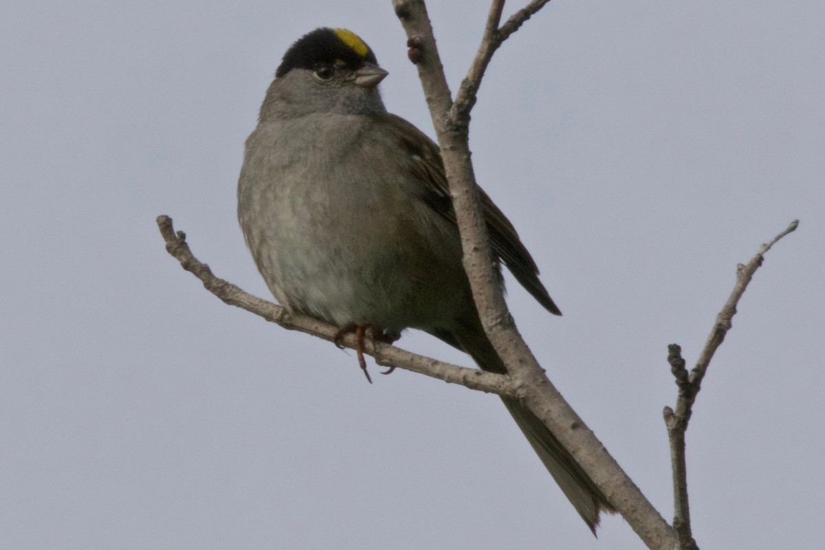 Golden-crowned Sparrow - ML122950731