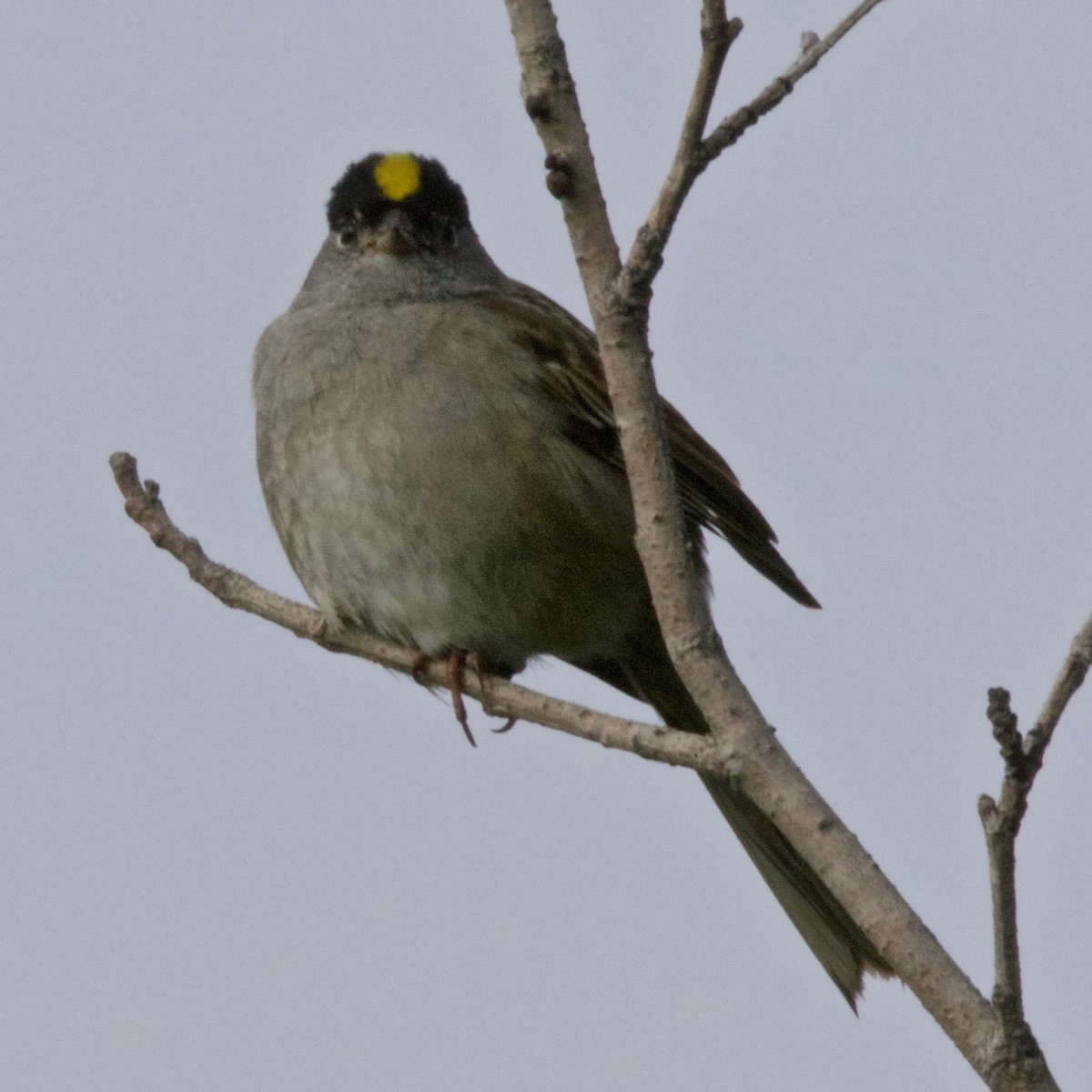 Golden-crowned Sparrow - ML122950741